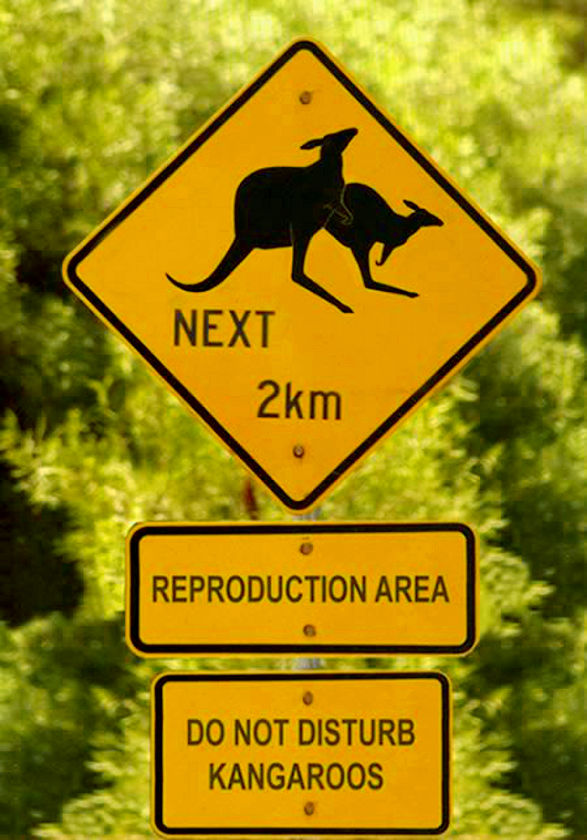 Don't disturb kangaroos