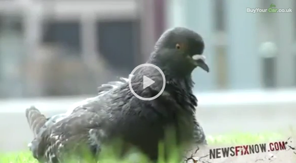 Pigeon